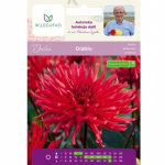 Dahlia Diablo raudona 1 vnt.