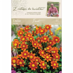 Dahlia Facet oranžinė 1 vnt.