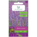Samanotas &scaron;alavijas - violetinė-mėlyna