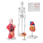 Anatominių modelių rinkinys VEVOR LD-3JT, 4 modeliai