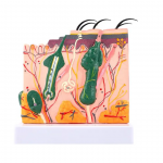 Plastikinis žmogaus odos struktūros muliažas kosmetologams