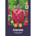 Tulpės AGRONOM CAROLA, AG26