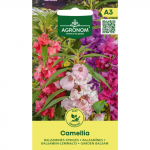 Balzamino CAMELLIA