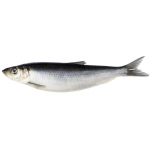 Sūdyta atlantinė silkė su galva, 1 kg