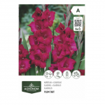 Gėlių svog. AGRONOM GLADIOLUS VIOLET, SG26