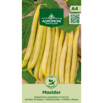 &Scaron;paraginės pupelės MAXIDOR