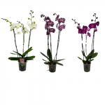 ICA orchidėja Phalaenopsis, 3 vnt