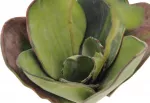 EUROPALMS dirbtinė vandens lelija (EVA), uždara, žalia, 45cm 82530575