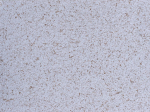 Skystieji tapetai POLDECOR 23/4, ruda, i&scaron;eiga 3.3 m&sup2;