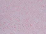 Skystieji tapetai POLDECOR 17/1, rožinė, i&scaron;eiga 3.3 m&sup2;