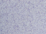 Skysti tapetai POLDECOR 5/8, violetinė, i&scaron;eiga 3.3 m&sup2;