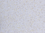 Skystieji tapetai POLDECOR 21/6, vanilė-kakava, i&scaron;eiga 3.3 m&sup2;