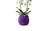 Akmens tekstūros vazonas orchidėjai