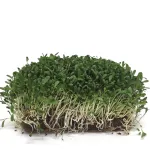 Ekologi&scaron;kos liucernos (Alfalfa) sėklos, DAIGINIMUI : svoris - 30 g