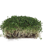 Ekologi&scaron;kos liucernos (Alfalfa) sėklos, DAIGINIMUI : svoris - 50 g
