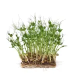 Ekologi&scaron;kos žaliųjų žirnių (Affila) sėklos, DAIGINIMUI : svoris - 30 g
