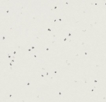 Forbo, Sphera Evolution, Silver white 50432, 2m, 34kl, homogeninė ruloninė PVC grindų danga