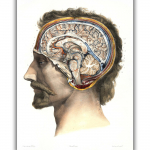 Reprodukcija &bdquo;Smegenų anatomija&ldquo;, Nicolas Henri Jacob