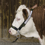 Apynasris galvijams 125010