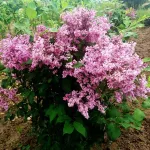 Alyvos kanadinės Preston &bdquo;Royalty&rdquo; (lot. Syringa x prestoniae &bdquo;Royalty&rdquo;)