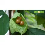 Plunksnalapis lekėčius (lot. Staphylea pinnata L.) &Scaron;aknys hidrogelyje