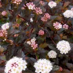 Pūslenis putinalapis &bdquo;Summer Wine&ldquo; (lot. Physocarpus opulifolius &bdquo;Summer Wine&ldquo;)