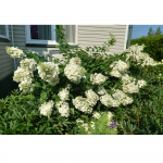 &Scaron;luotelinė hortenzija Pink Diamond&reg; (lot. Hydrangea paniculata &bdquo;Interhydia&ldquo;)