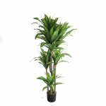 Dracena 180cm