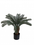 Cikas 63cm