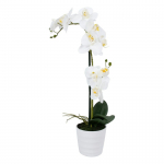 Balta orchidėja IN GARDEN, H51cm