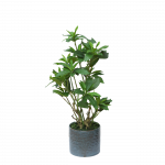 Fikusas 59cm