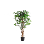 Fikusas 120cm