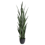 Sansevieria 150cm