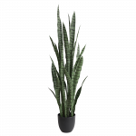 Sansevieria 120cm
