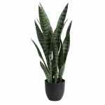 Sansevieria 65cm