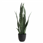 Sansevieria 50cm