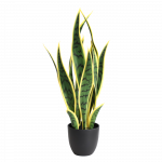Sansevieria 50cm