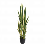 Sansevieria 120cm