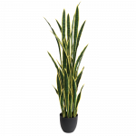 Sansevieria 150cm