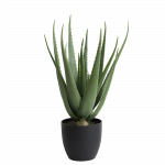 Alavijas 69cm