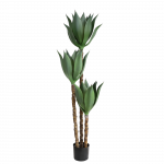 Agava 150cm