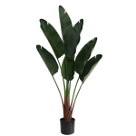 Kelioninis bananmedis 150cm