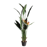 Strelicija 140cm