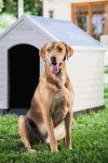 Curver Sua bda Dog House 95x99x99cm pelka