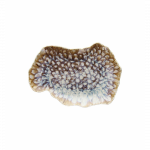Lėk&scaron;tė, REEF MARINE 30 x 20 x h3 cm.