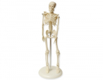 Mini skeleto modelis, lankstus