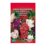 SPRIGĖ BALZAMINĖ TOM THUMB