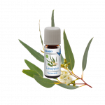 Venta eukalipto aromatas