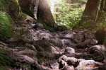 Fototapetai Gamta 1234; 200x270cm, 300x270cm, 400x270cm