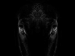Fototapetai Gyvūnai 1234; 200x270cm, 300x270cm, 400x270cm